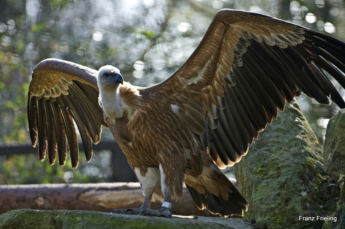 Gänsegeier